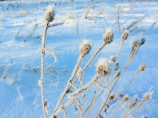 frozen wildflowers covered with frost