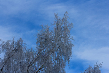 frozen tree branches covered with snow and frost
