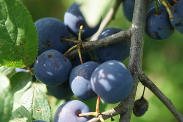 Pflaumen