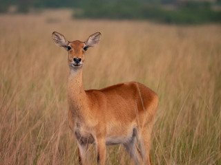 Impala in Queen Elizabeth National Park, Uganda, East Africa