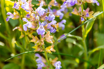Summer flowers bees 