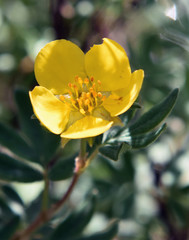 Fototapeta premium yellow flower