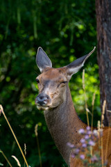 Doe living in the High Tatras. The doe is a large even-toed ungulate of the cervidae family (Cervidae). It is found in the vast territory of Europe. It was later expanded to other parts of the world.