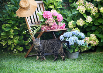 cat and hydrangea flowers