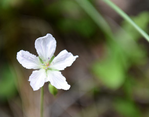 White Mountain Flower