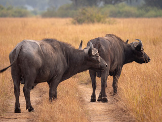 Buffalo in Queen Elizabeth National Park, Uganda