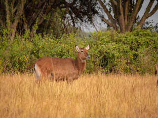 Naklejka na ściany i meble Waterbuck in Queen Elizabeth National Park, Uganda, East Africa