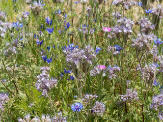 Phacelia tanacetifolia - Fleurs de Phacélie à feuilles de tanaisie