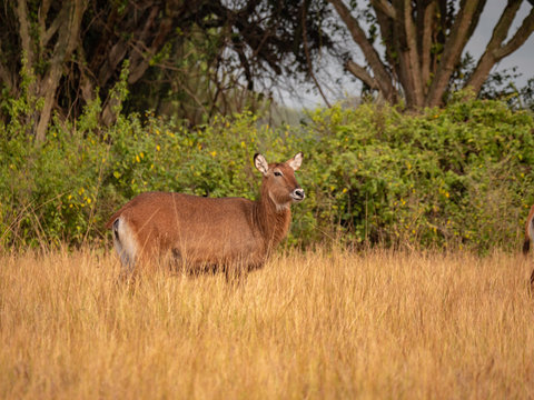 Waterbuck in Queen Elizabeth National Park, Uganda, East Africa