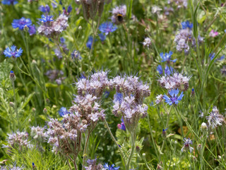 Phacelia tanacetifolia - Fleurs de Phacélie à feuilles de tanaisie