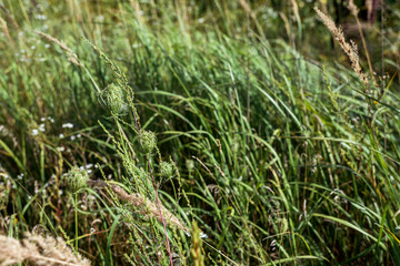 selective focus of green fresh grass in field