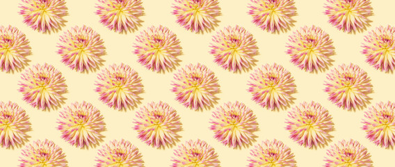 Floral pattern made of pink flowers over pastel yellow background. Festive spring and summer background. Flat lay, top view. Pattern of bloom dahlias. Floral texture. Banner