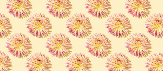 Floral pattern made of pink flowers over pastel yellow background. Festive spring and summer background. Flat lay, top view. Pattern of bloom dahlias. Floral texture. Banner