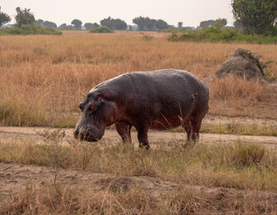 Hippo in Queen Elizabeth National Park, Uganda East Africa
