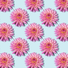 Blue background with pink dahlia flowers. Flat lay. Top view. Floral pattern. Festive spring and summer background.