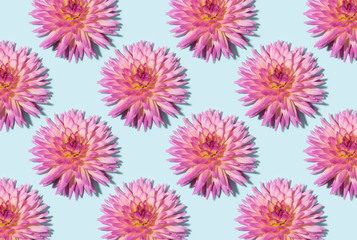 Floral pattern. Top view. Floral texture. Flat lay with pink dahlia flowers on pastel blue background. Greeting card