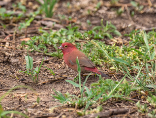 Red-billed Firefinch in Uganda, East Africa