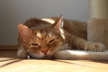 kuschelige Katze 2