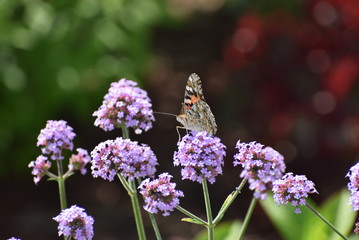 Butterfly and Flower