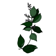 Vector Tropical flowers and leaves isolated. Black and white engraved ink art. Isolated plant illustration element.