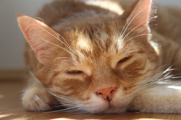 kuschelige Katze 3
