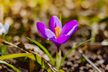 .Beautiful spring crocus. Close-up. Postcard.