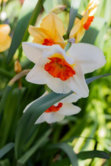 Beautiful daffodils. Spring card. Background.