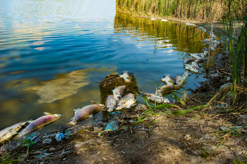 .Dead fish lying on the shore because the water is polluted