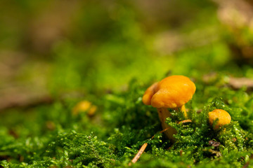 (Cantharellus cibarius) Yellow fungus growing moss and grass.Golden edible mushroom. Mushrooming. Mushrooms. Relax in the woods.