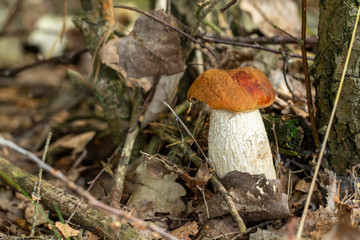 (Leccinum) High sponge. Mushrooming. Mushrooms. Relax in the wood.