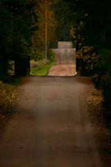 Forest road with slopes and rises between tall trees.