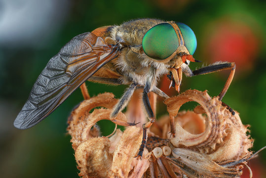 horsefly insect macro green eye big color 