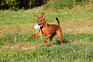Red purebred Miniature Pinscher, Zwergpinscher training and playing with pet toy