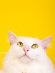 Yellow Eyed adorable hairy cat looking up surprised curious yellow background seamless studio photo
