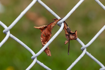 An orange dead leaf in Autumn