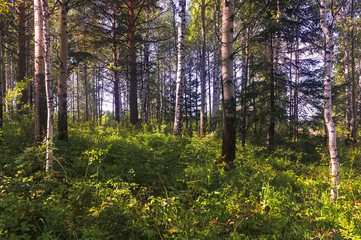 Fototapeta na wymiar Summer scene in a birch forest lit by the sun. Summer landscape with green birch forest. White birches and green leaves.