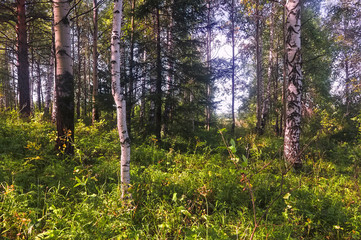 Summer scene in a birch forest lit by the sun. Summer landscape with green birch forest. White birches and green leaves.