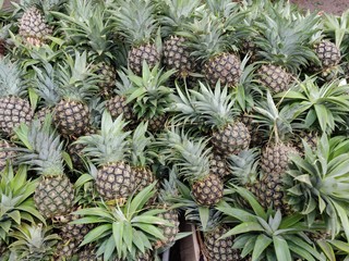Fototapeta premium pineapple in the garden