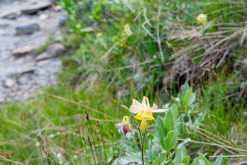 Close up shot of Aquilegia pubescens blossom at Banff National Park