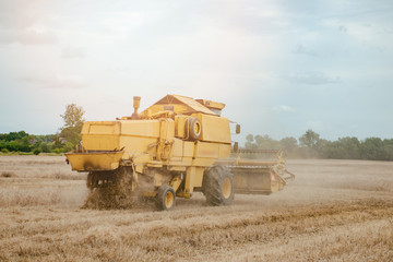 Obraz premium Old yellow combine harvesting wheat on the field