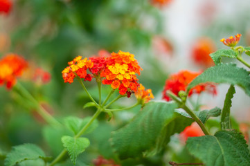 beautiful and colorful red geranium flowers close up