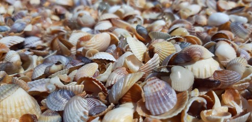 shell background
