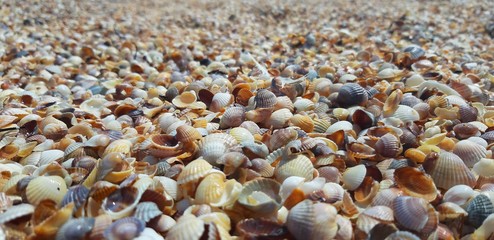 shells