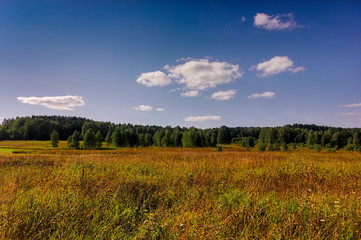 Summer meadow landscape with grass and wild flowers on the background of a forest.