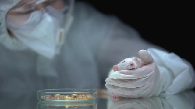 Lab researcher holding rat, corn on table, gmo food poisoning, animal test