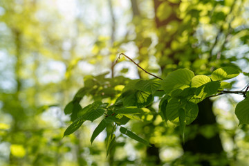 fresh new leaves on branch with sunrays