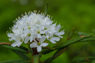 Ledum flower