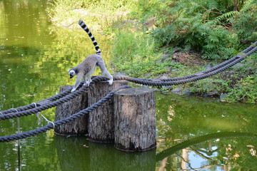 Lemur katta (Lemur catta) © robert6666