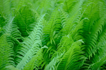great green bush of fern in the forest