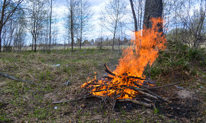 Bonfire in the forest